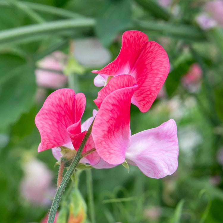 Sweet Pea 'Peach Melba'