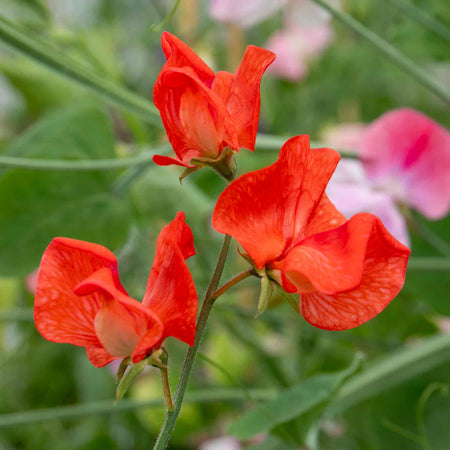 Sweet Pea 'Peach Melba'