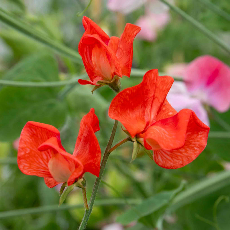 Sweet Pea 'Peach Melba'
