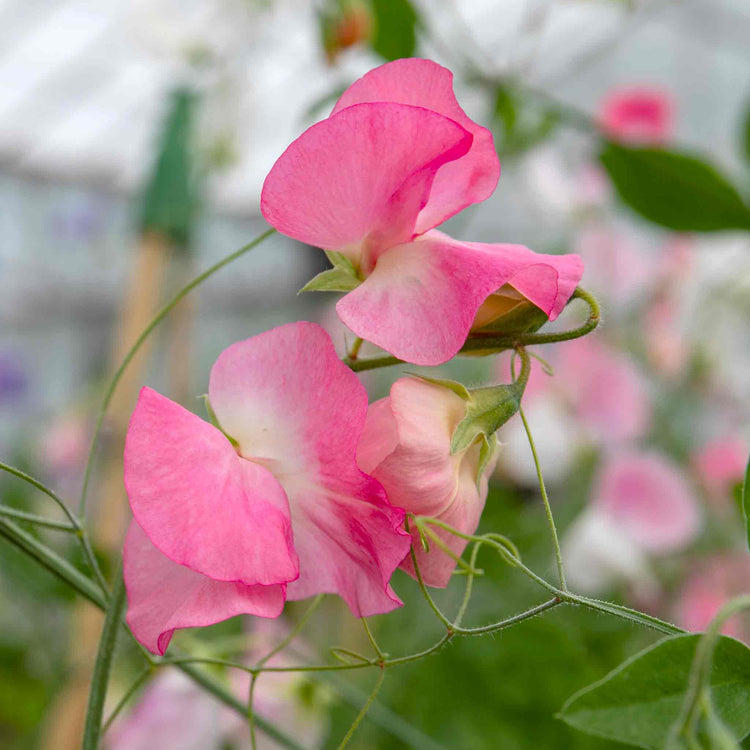 Sweet Pea 'Peach Melba'
