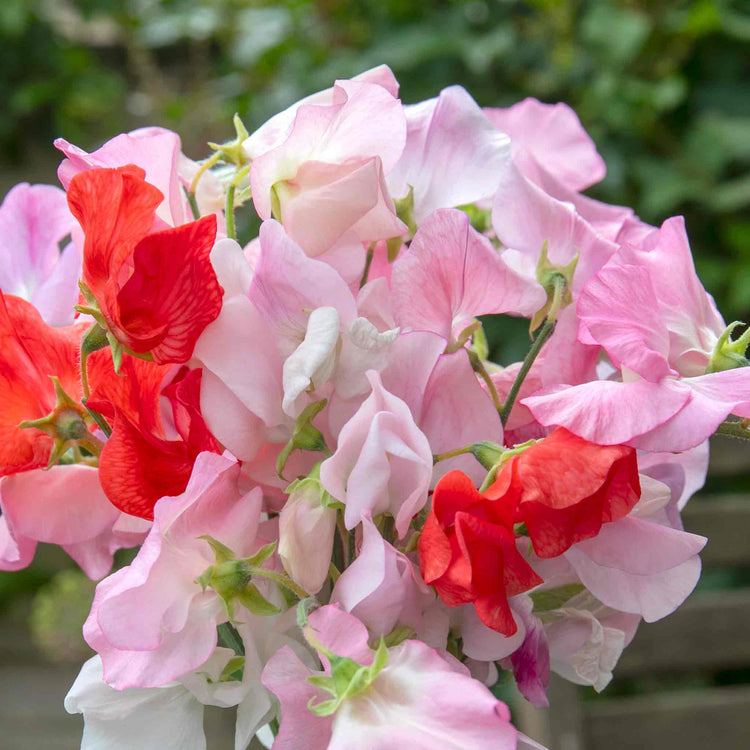 Sweet Pea 'Peach Melba'