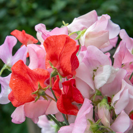 Sweet Pea 'Peach Melba'
