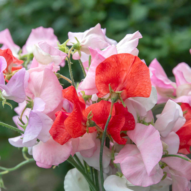 Sweet Pea 'Peach Melba'