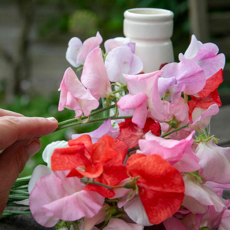 Sweet Pea 'Peach Melba'