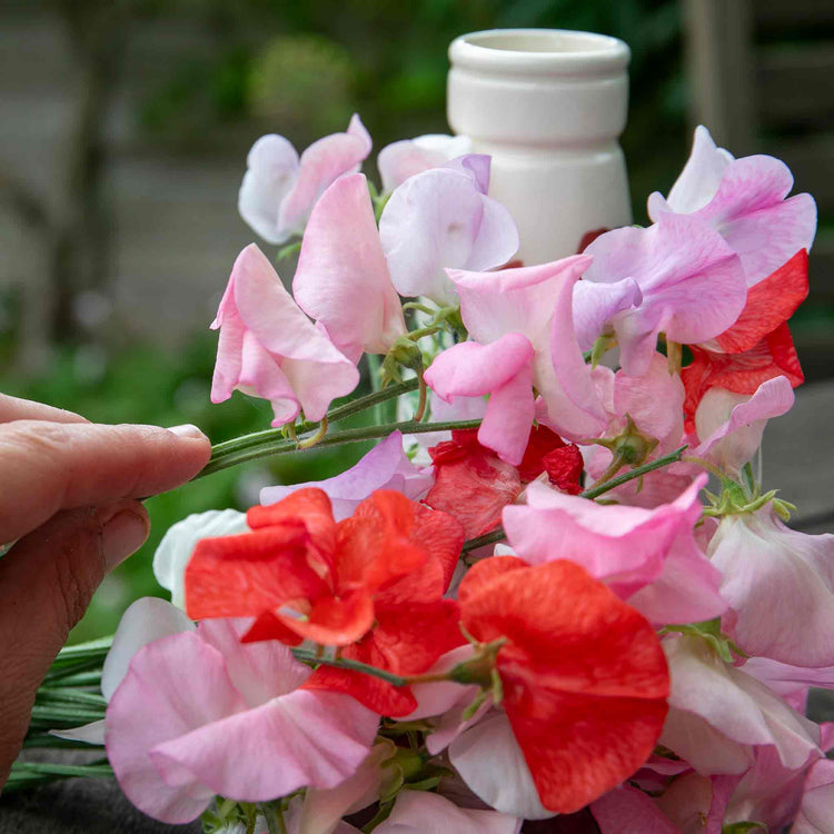 Sweet Pea 'Peach Melba'