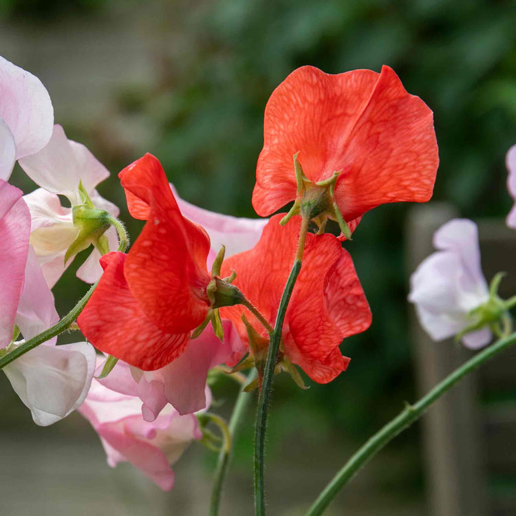 Sweet Pea Seeds 'Peach Melba Mix'