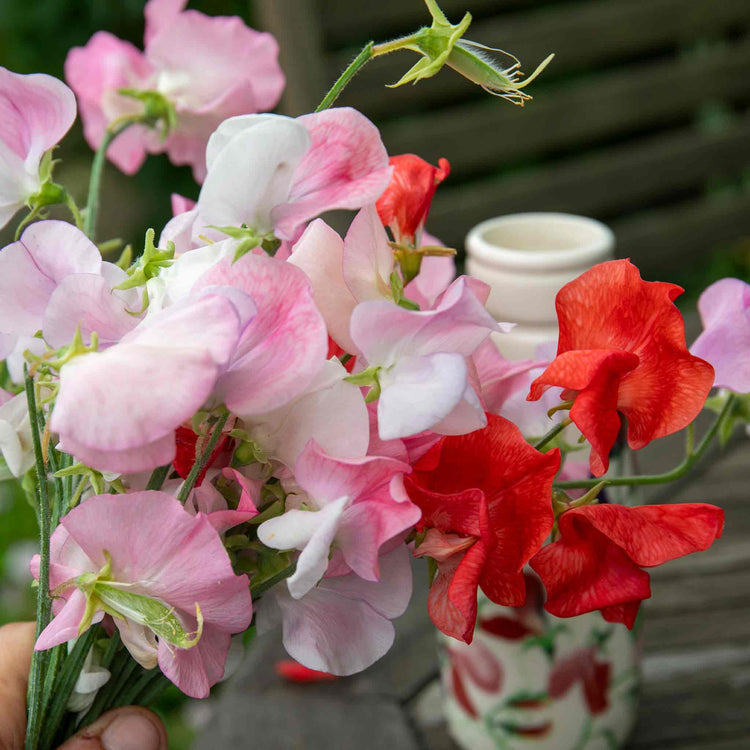 Sweet Pea 'Peach Melba'