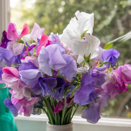 Sweet Pea 'Super Fragrant Collection'