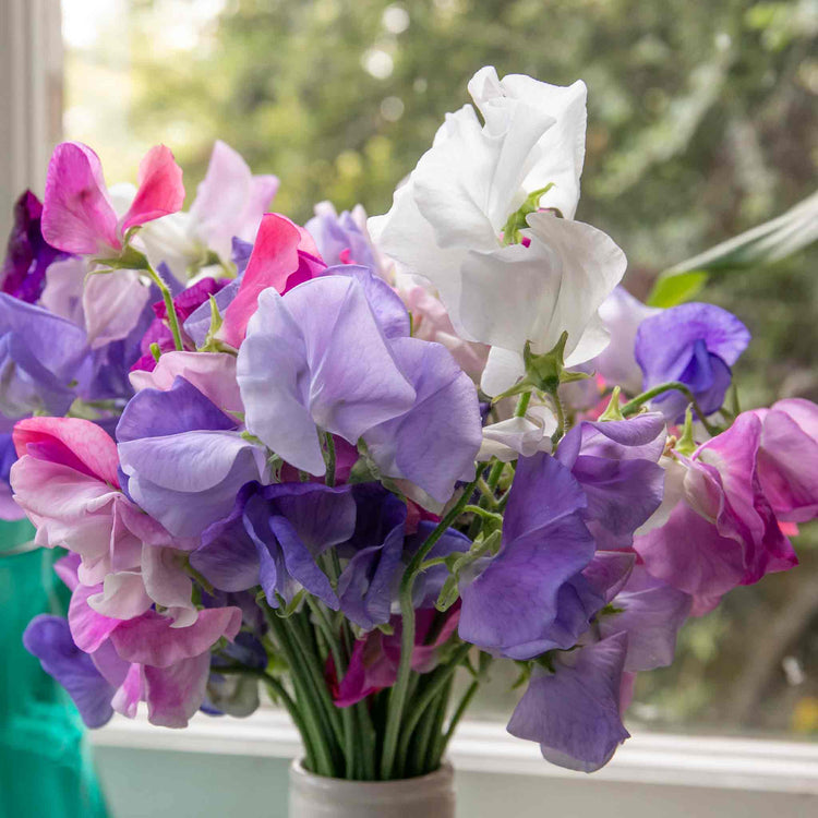 Sweet Pea 'Super Fragrant Collection'