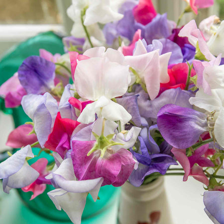Sweet Pea 'Super Fragrant Collection'