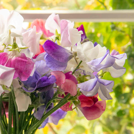 Sweet Pea 'Super Fragrant Collection'