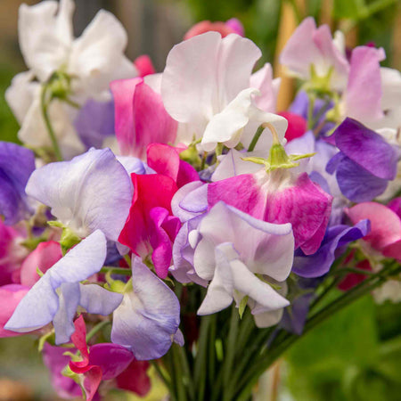 Sweet Pea 'Super Fragrant Collection'
