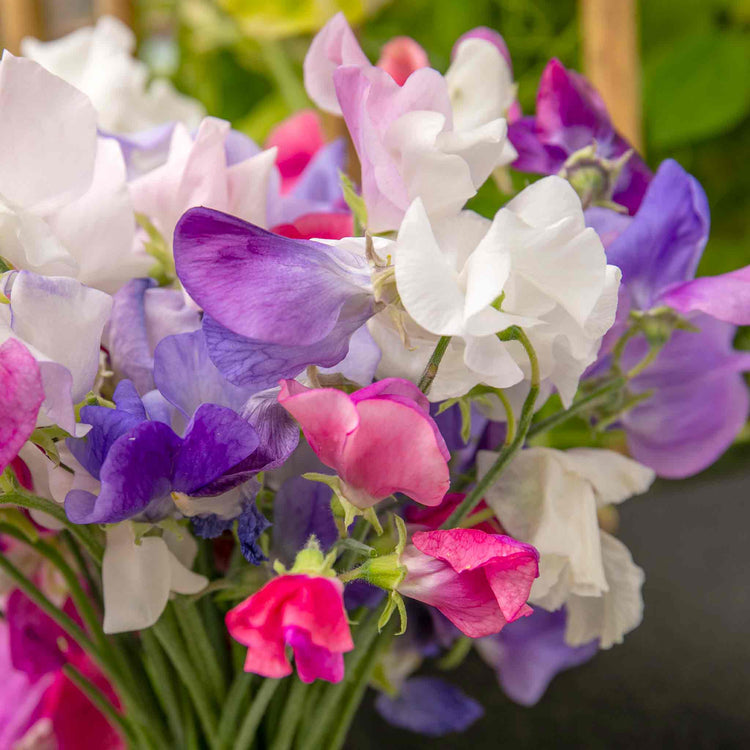 Sweet Pea 'Super Fragrant Collection'