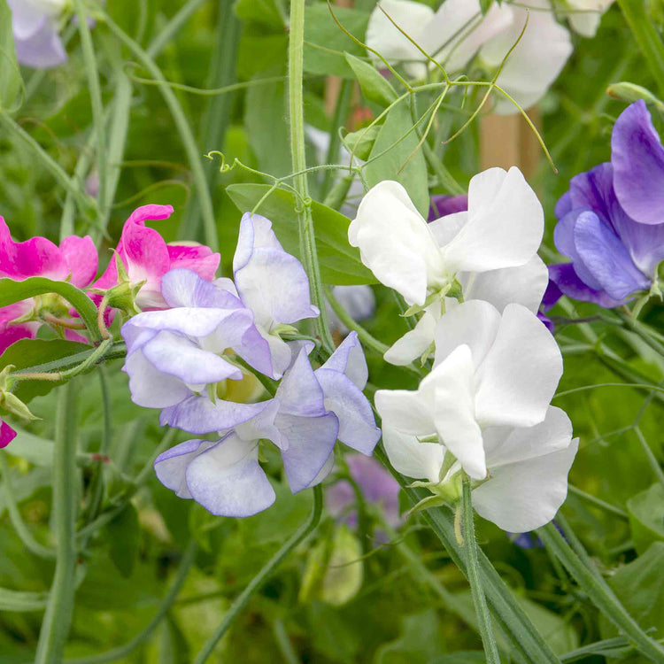 Sweet Pea 'Super Fragrant Collection'