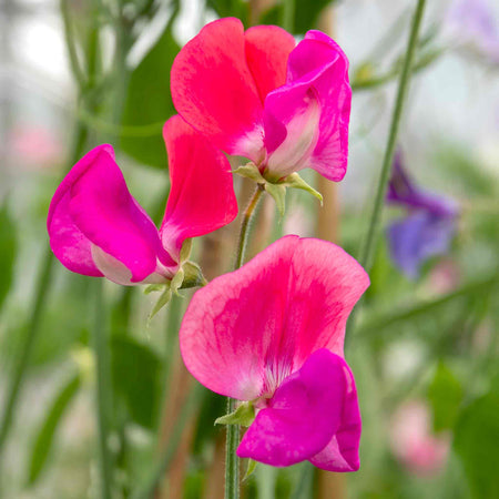 Sweet Pea 'Super Fragrant Collection'