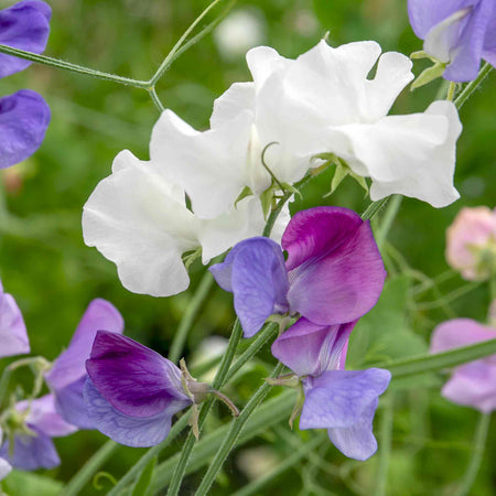 Sweet Pea 'Super Fragrant Collection'
