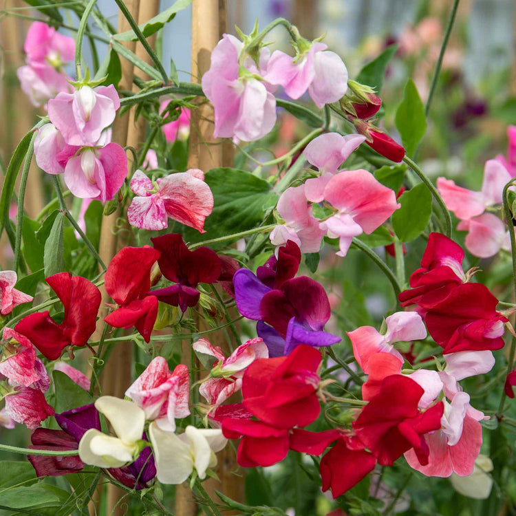 Sweet Pea 'Old Fashioned Mix'
