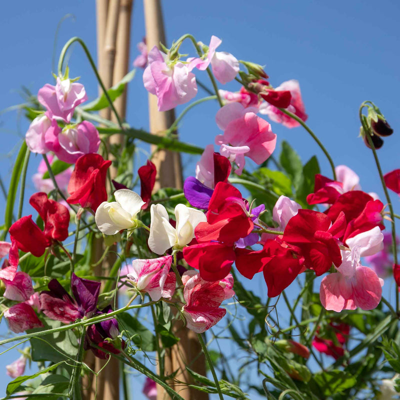 Sweet Pea 'Old Fashioned Mix'