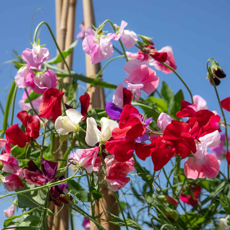 Sweet Pea 'Marshalls Selection'