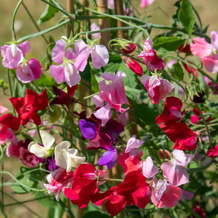 Sweet Pea 'Marshalls Selection'