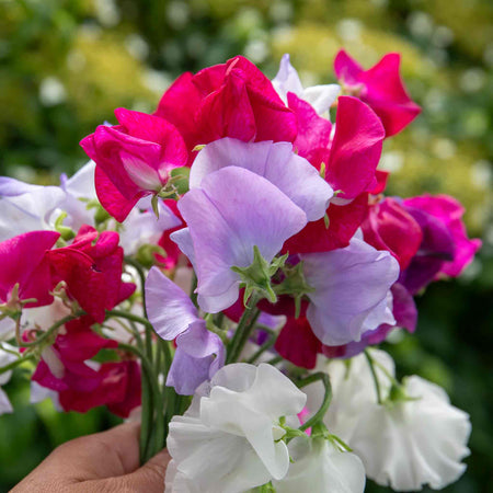 Sweet Pea Seeds 'Old Fashioned Selection'