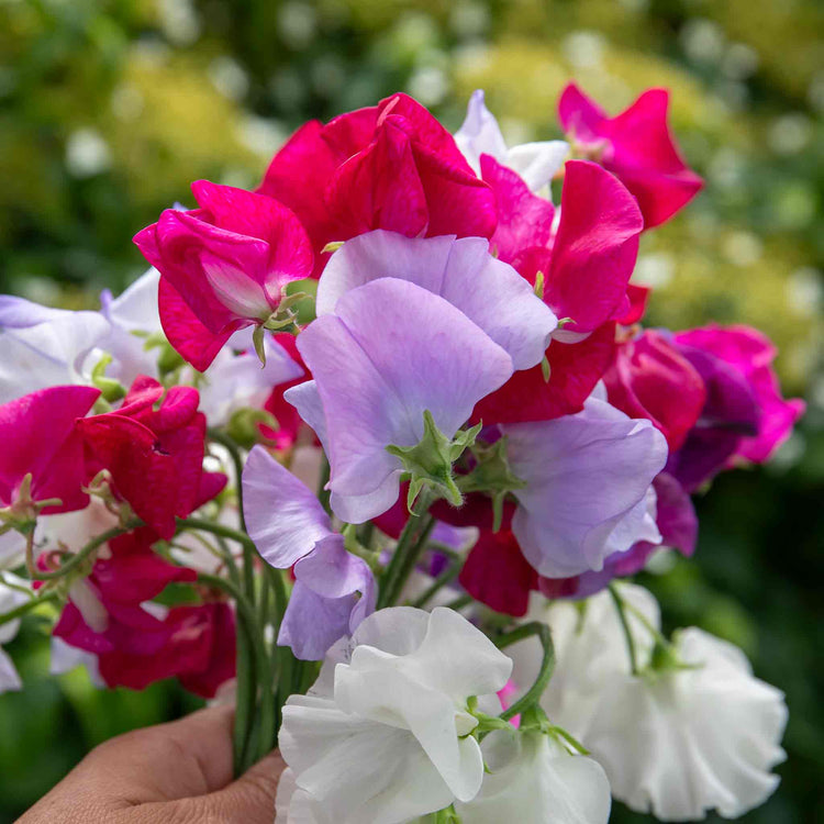 Sweet Pea Seeds 'Old Fashioned Selection'