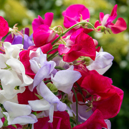 Sweet Pea 'Old Fashioned Mix'