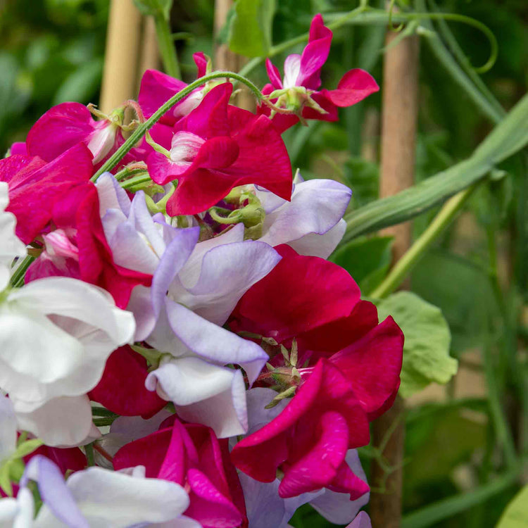 Sweet Pea Seeds 'Old Fashioned Selection'