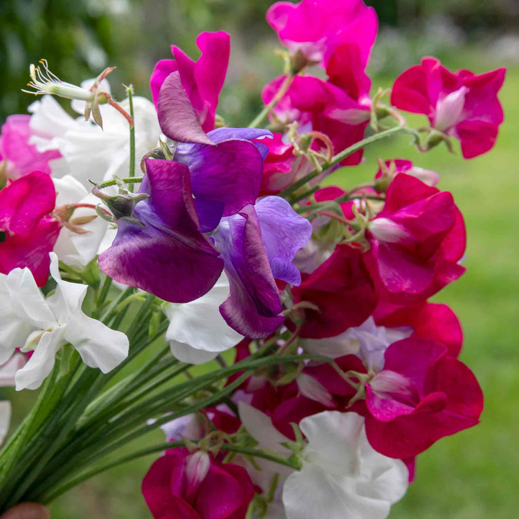 Sweet Pea Seeds 'Old Fashioned Selection'