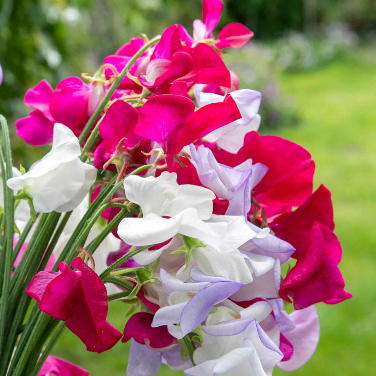 Sweet Pea Seeds 'Old Fashioned Selection'