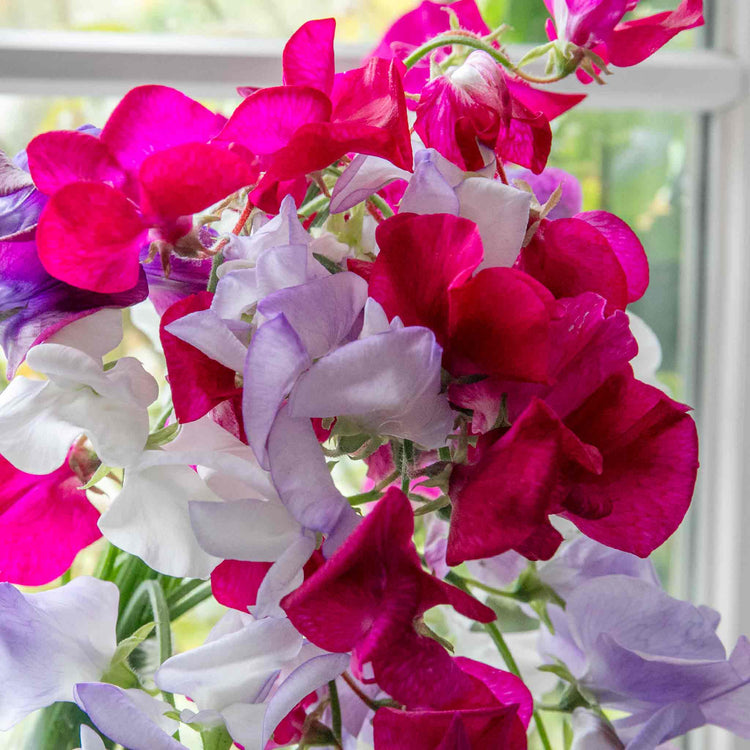 Sweet Pea Seeds 'Old Fashioned Selection'
