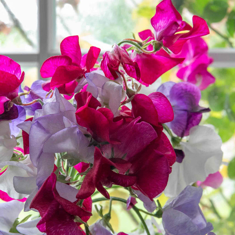 Sweet Pea Seeds 'Old Fashioned Selection'