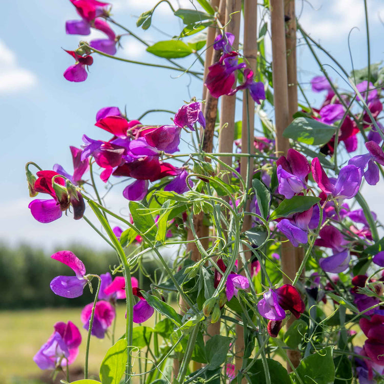 Sweet Pea Seeds 'Cupani'