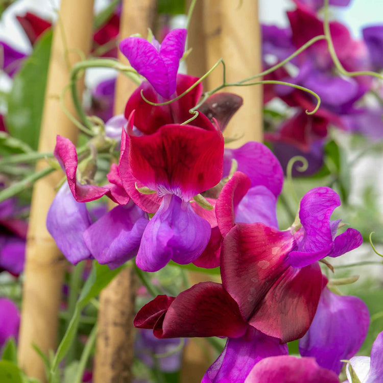 Sweet Pea Seeds 'Cupani'
