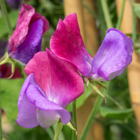 Sweet Pea Seeds 'Cupani'