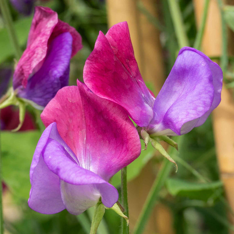 Sweet Pea Seeds 'Cupani'