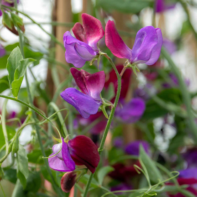 Sweet Pea Seeds 'Cupani'