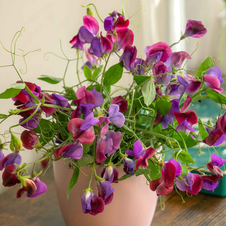 Sweet Pea Seeds 'Cupani'