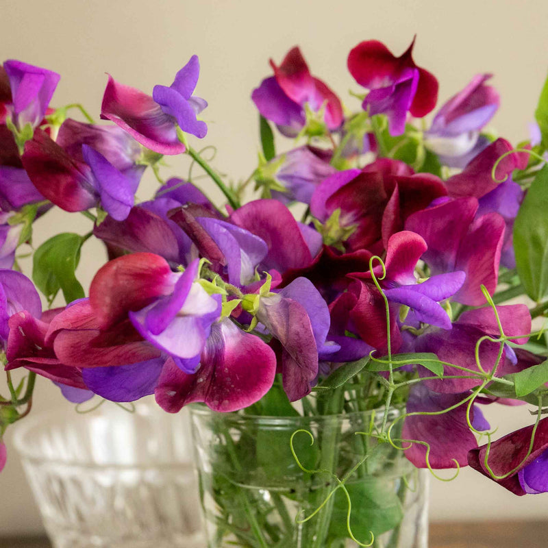 Sweet Pea Seeds 'Cupani'