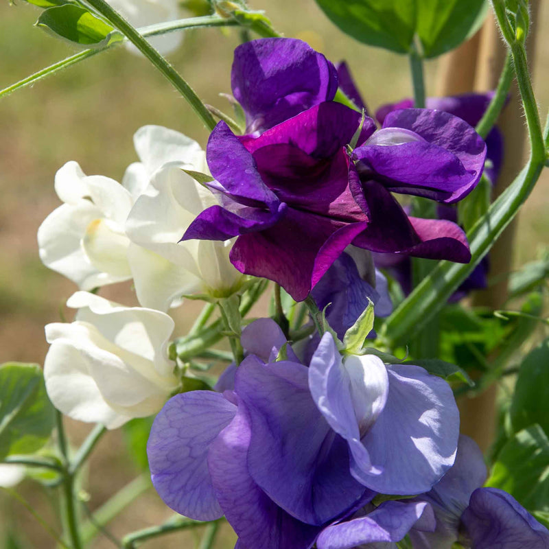 Sweet Pea 'Rhythm and Blues Mix'