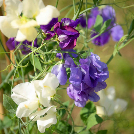 Sweet Pea 'Rhythm and Blues Mix'