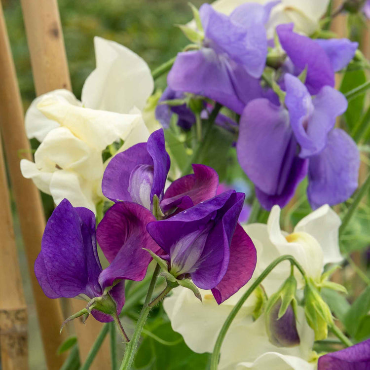 Sweet Pea 'Rhythm and Blues Mix'