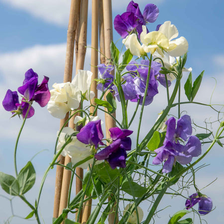 Sweet Pea 'Rhythm and Blues Mix'