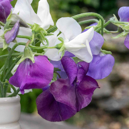 Sweet Pea 'Rhythm and Blues Mix'