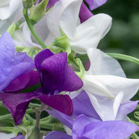 Sweet Pea 'Rhythm and Blues Mix'