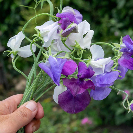 Sweet Pea 'Rhythm and Blues Mix'