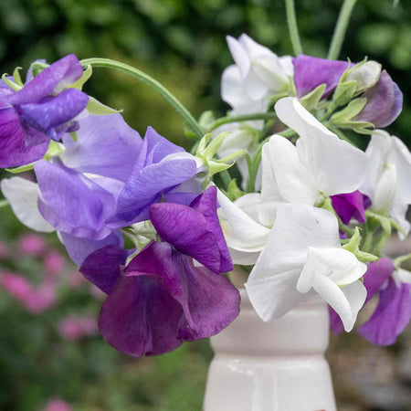 Sweet Pea 'Rhythm and Blues Mix'