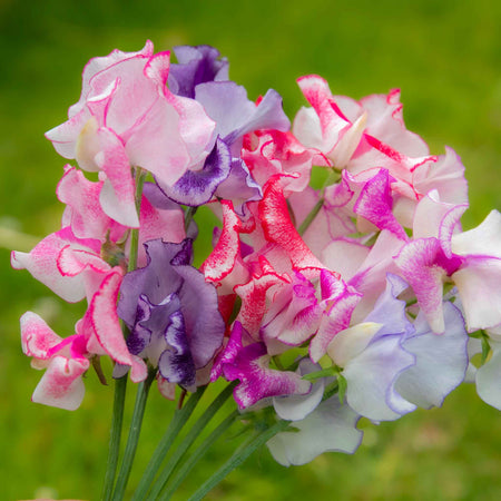 Sweet Pea Seeds 'Unwins Ripple Mix'