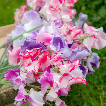 Sweet Pea Seeds 'Unwins Ripple Mix'
