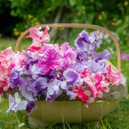 Sweet Pea Seeds 'Unwins Ripple Mix'
